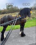 For sale Carlsberg, 14.3hh stepping stallion rising 4 years old. Men all over the country would know this cob, he's bred off Bullseye to Magnum, full brother to Rambo/Canelo. This cob's a proper 4+4 been driven all over UK and Ireland. 