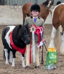 Glenroeburn Fresh Prince, Shetland Gelding 