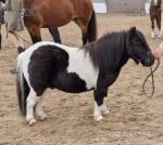Glenroeburn Fresh Prince, Shetland Gelding 