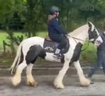 14.2hh Mare