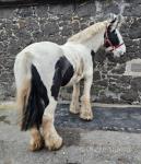 14.2hh Mare