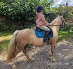 13.2hh Welsh Section C Mare