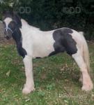 Del-Boy, 13.1hh Ride and Drive Gelding
