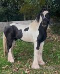 Del-Boy, 13.1hh Ride and Drive Gelding