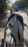 Del-Boy, 13.1hh Ride and Drive Gelding
