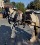 Del-Boy, 13.1hh Ride and Drive Gelding