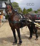 Welsh Section D cob, stallion. Bay. Registered stallion with the Welsh Pony and Cob Society. Welsh Section D cob, stallion. Bay. Registered stallion with the Welsh Pony and Cob Society.