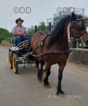 13.3hh Welsh Section D Driving Stallion 