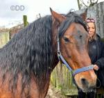 13.3hh Welsh Section D Driving Stallion 