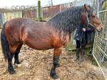 13.2hh Welsh Section D Driving Stallion