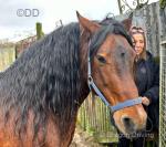 13.2hh Welsh Section D Driving Stallion
