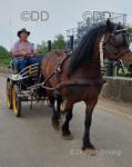13.2hh Welsh Section D Driving Stallion
