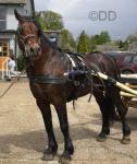 13.2hh Welsh Section D Driving Stallion