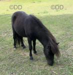 Colt