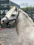 Arad Tyfos, 3 Year Old Welsh Section A Colt