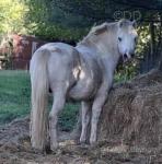 Arad Tyfos, 3 Year Old Welsh Section A Colt