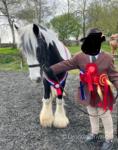 Marshland Peacekeeper, 13hh Gelding 