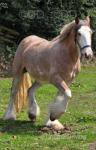 Filly in Foal