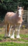Filly in Foal