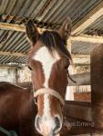 Welsh Section D Colt