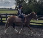 11.2hh Welsh Section A Mare