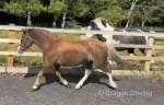 11.2hh Welsh Section A Mare