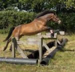 Rodney, 3 Year Old New Forest Gelding
