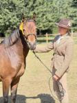 Rodney, 3 Year Old New Forest Gelding