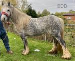 13.2hh Mare