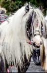 14.1hh Gelding