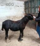Lady, Driving Filly