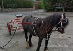 Lady, Driving Filly