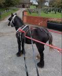 Lady, Driving Filly