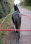 Lady, Driving Filly