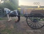 12.2hh Ride & Drive Mare