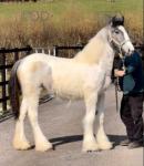Yearling Filly