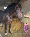 Jimmy, 2 Year Old Welsh Section D Colt