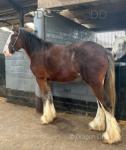 Spippersgate Rocky, 2 Year Old Clydesdale X Colt