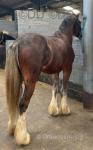 Spippersgate Rocky, 2 Year Old Clydesdale X Colt