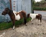 Annie, Filly with Filly Foal at Foot