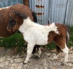 Annie, Filly with Filly Foal at Foot