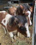 Dartmoor Filly Foals