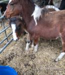 Dartmoor Filly Foals