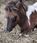 Fernworthy Whiskey, Shetland Colt Foal