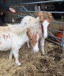 Shetland Filly Foals