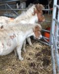 Shetland Filly Foals