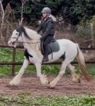 Cowgirl, 14.2hh Riding Mare