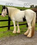 Cowgirl, 14.2hh Riding Mare