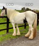 Cowgirl, 14.2hh Riding Mare