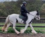 Cowgirl, 14.2hh Riding Mare